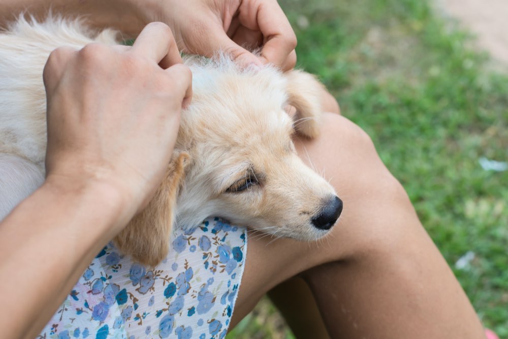 Effective Home Treatments for Dog Allergies