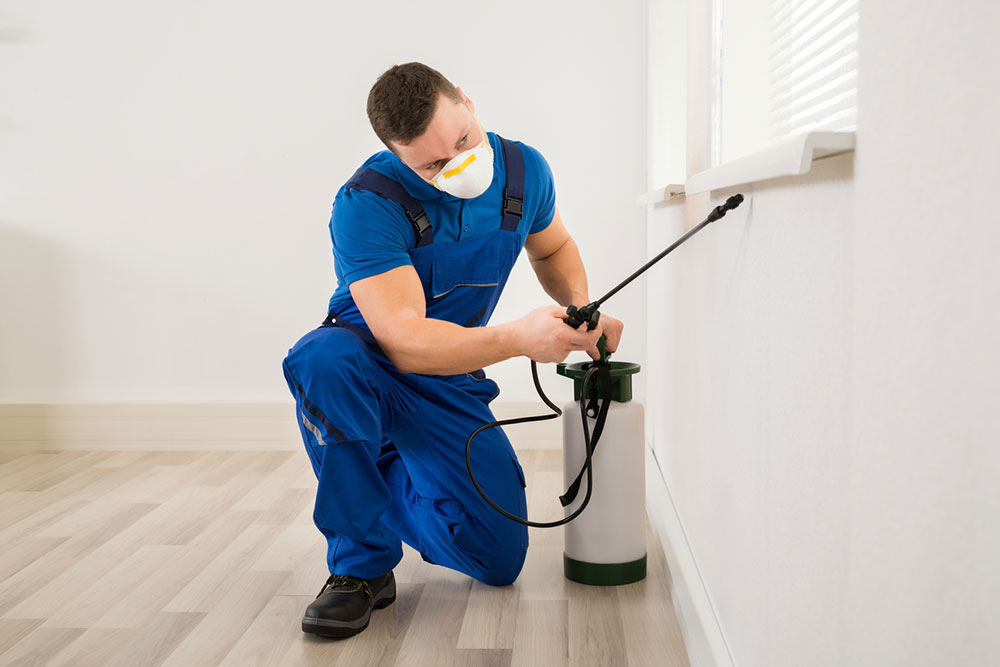 Effective Home Solutions for Termite Elimination
