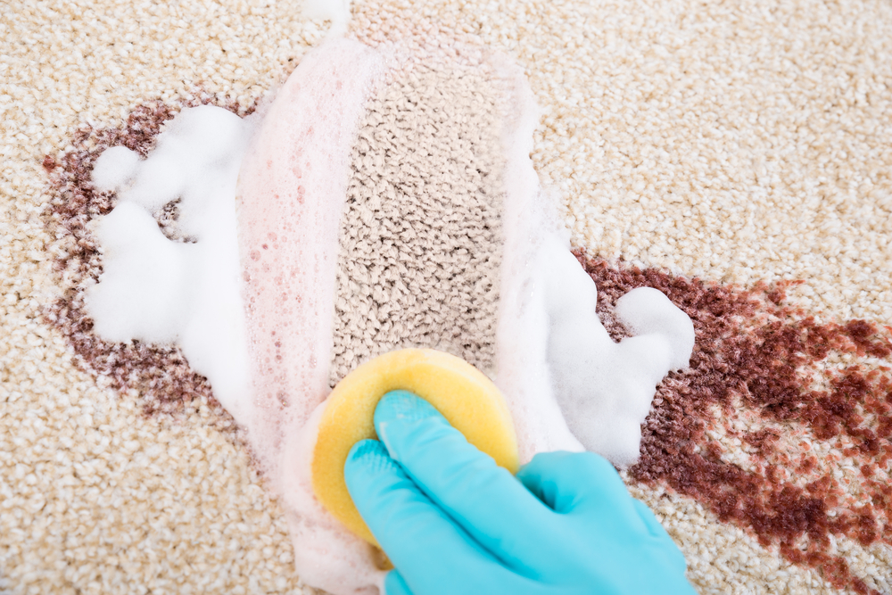 Comprehensive Guide to Selecting the Best Carpet Stain Removal Products