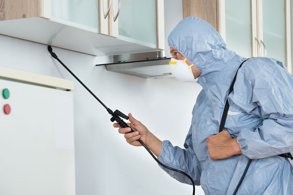 Essential Tips for Effective Pest Management