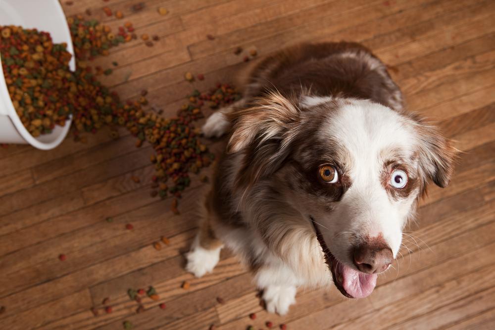 Comprehensive Guide to the Top 5 Premium Dog Foods for Puppies in 2024