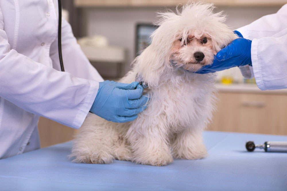 Top Pet Insurance Plans You Should Consider