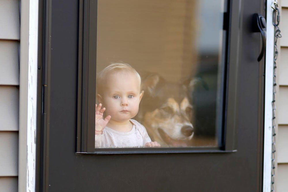 Essential Tips for Selecting the Perfect Pet Door
