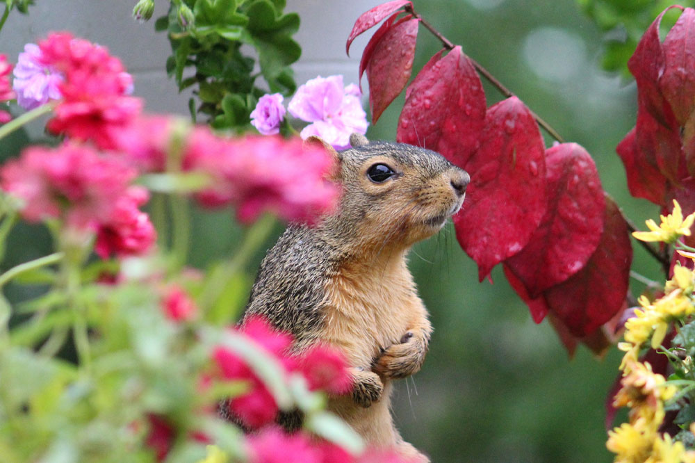 Comprehensive Guide to Plants and Wildlife