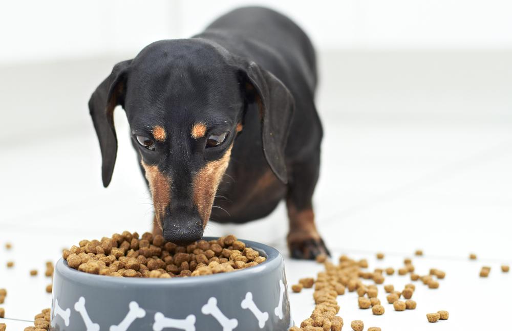Comprehensive Guide to Selecting the Ideal Dog Food for Your Pet