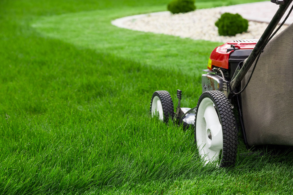 Top 5 Expert Tips for a Vibrant, Healthy Lawn