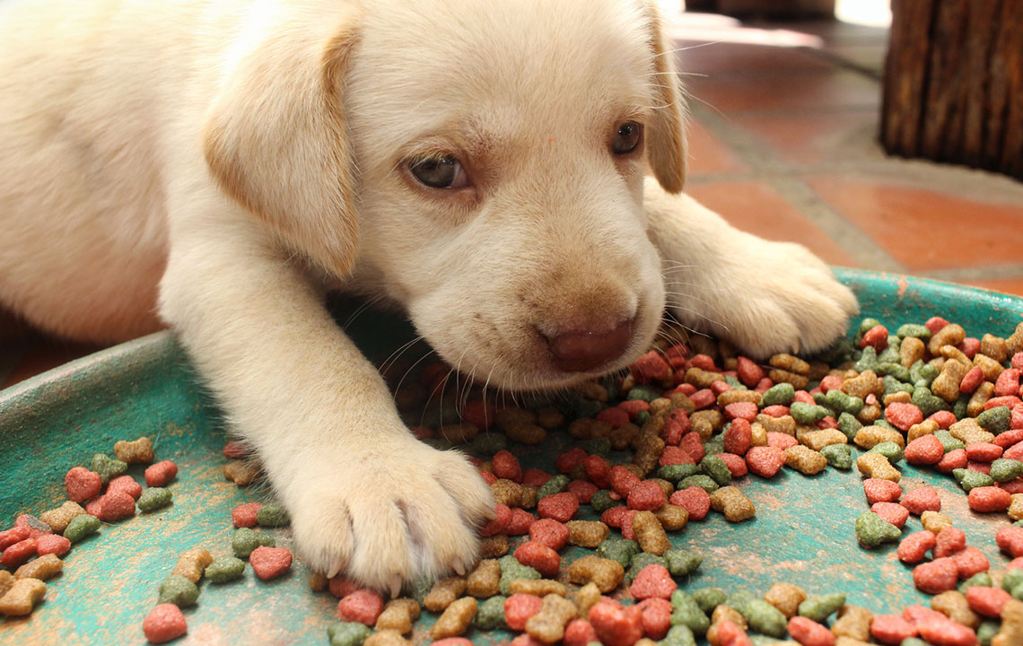 Essential Tips for Choosing the Perfect Puppy Food