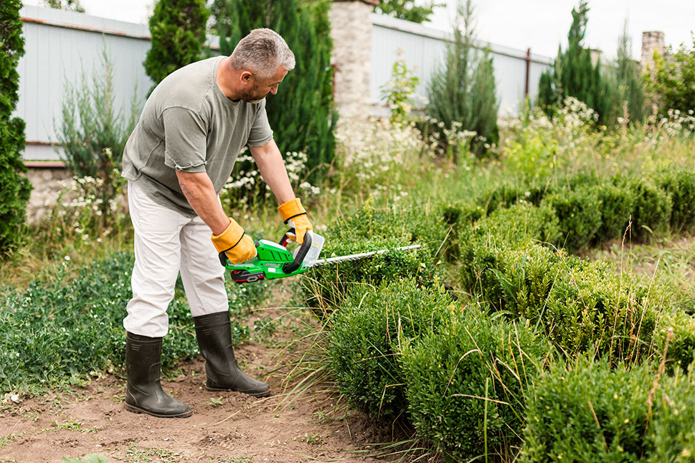 Ultimate Guide to Choosing Professional Lawn Maintenance Services