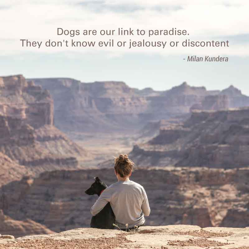 The Pure Joy of Dogs: Our Innocent Companions