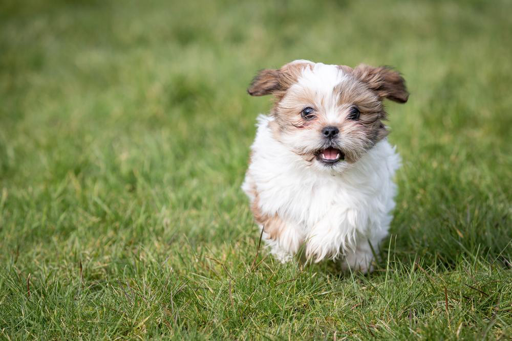 Find Quality Shih Tzu Puppies Across the United States