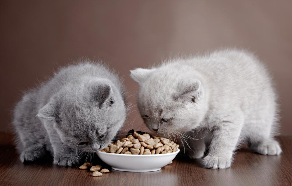 Essential Homemade Cat Food Recipes You Need to Try Today