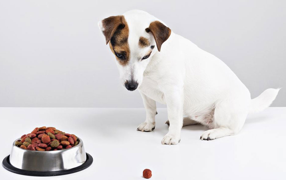 Best Brands of Canned Dog Food for Your Pet