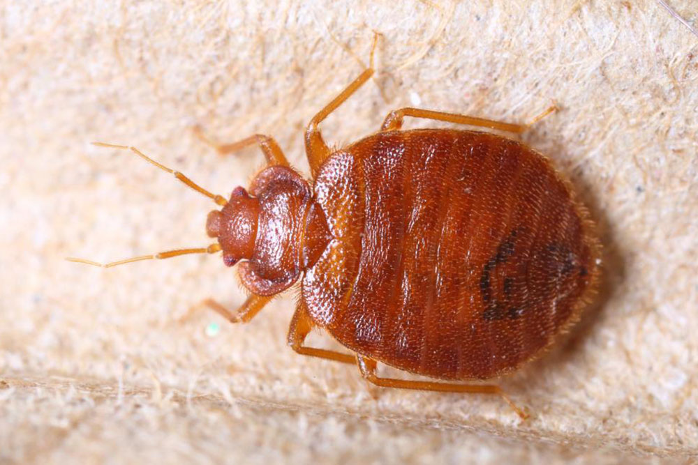 Effective Strategies to Detect and Identify Bed Bugs