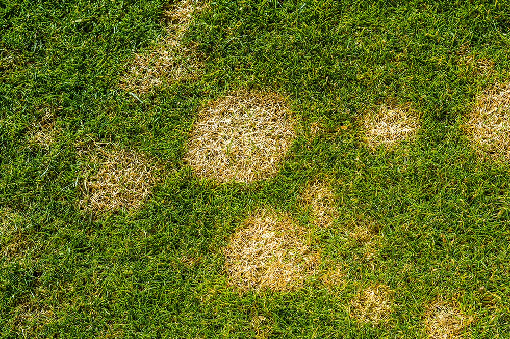 Guide to Lawn Top Dressing: Types, Benefits, and Techniques