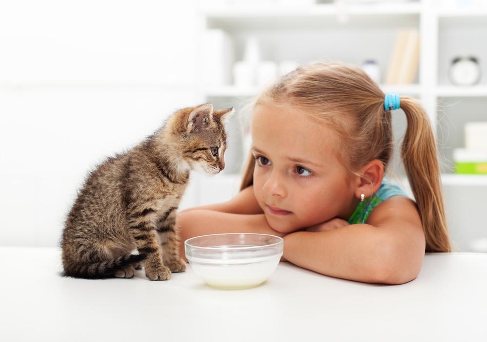 Top 5 Premium Canned Cat Foods for Optimal Feline Nutrition and Wellness