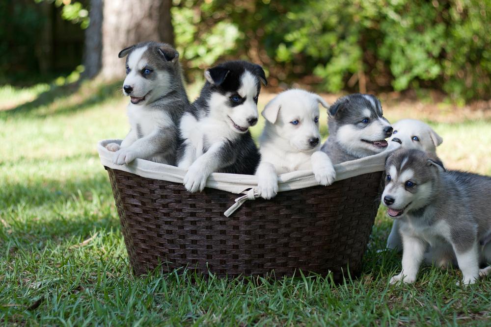 Top Benefits of Choosing to Adopt Puppies from Shelters