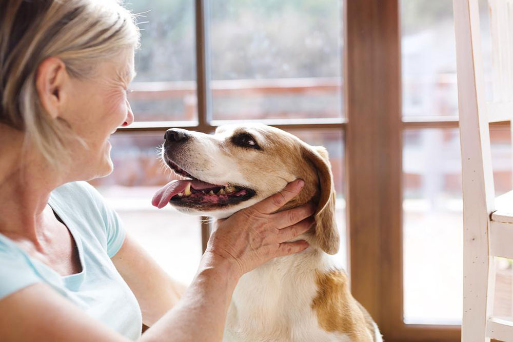 Top 3 Colleges Embracing Pet-Friendly Dormitories