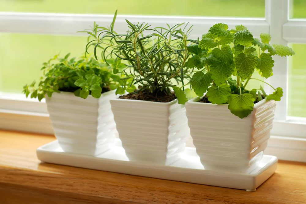 Indoor Gardening Tips When Outdoors Is Not an Option
