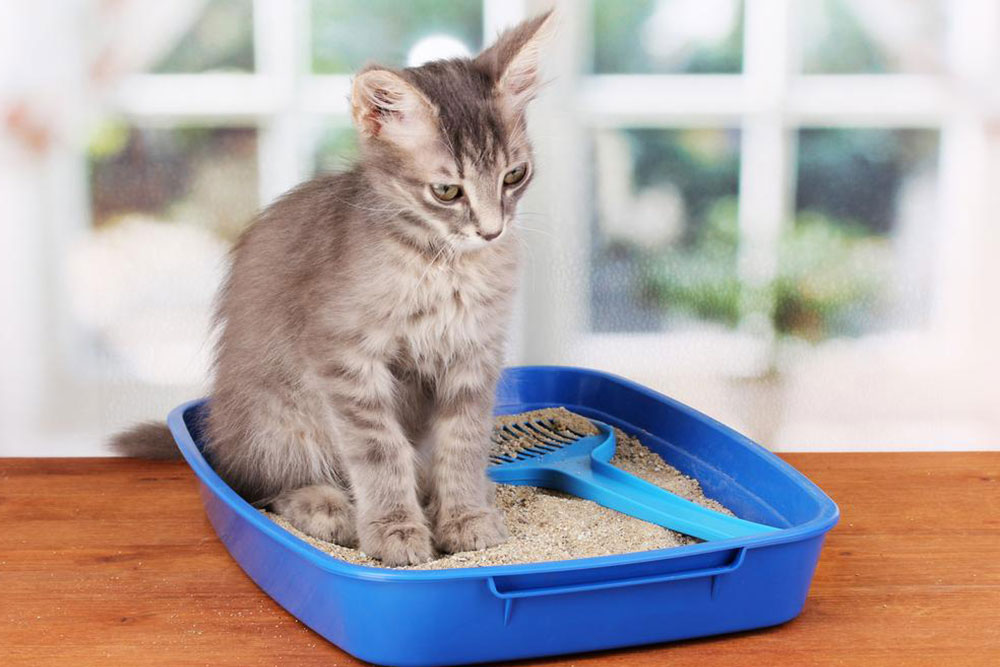 Top 10 Innovative Self-Cleaning Litter Boxes for Cats