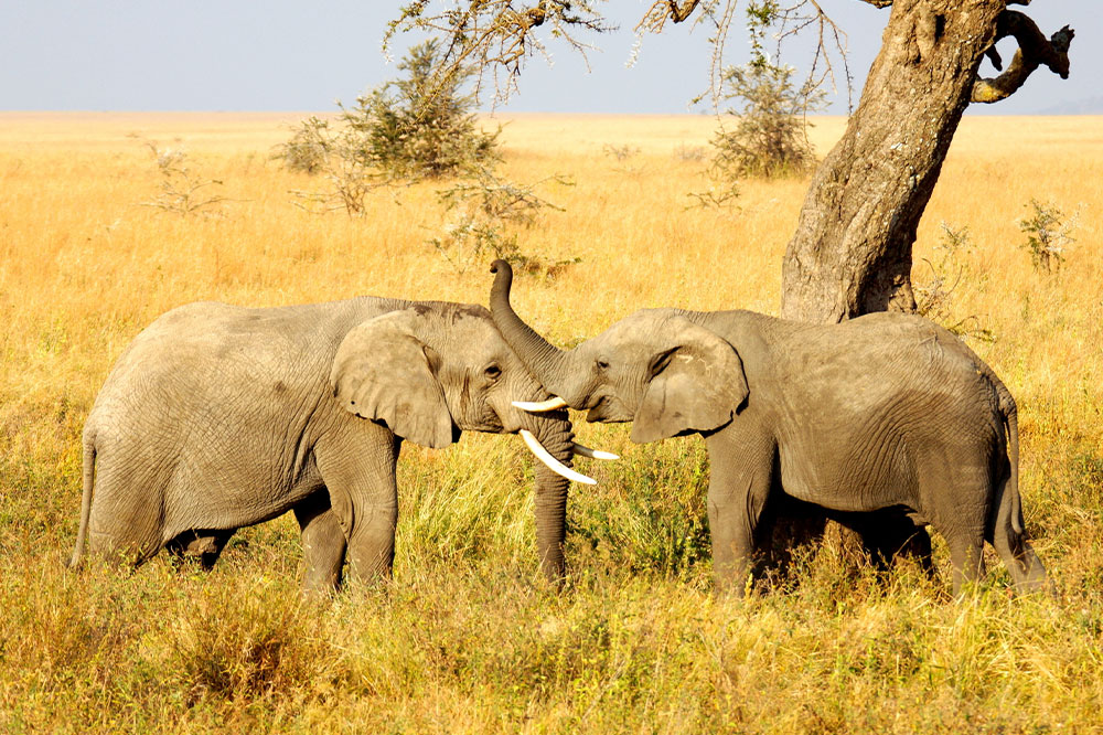 Discover the Thrilling Wilderness and Cultural Treasures of Africa