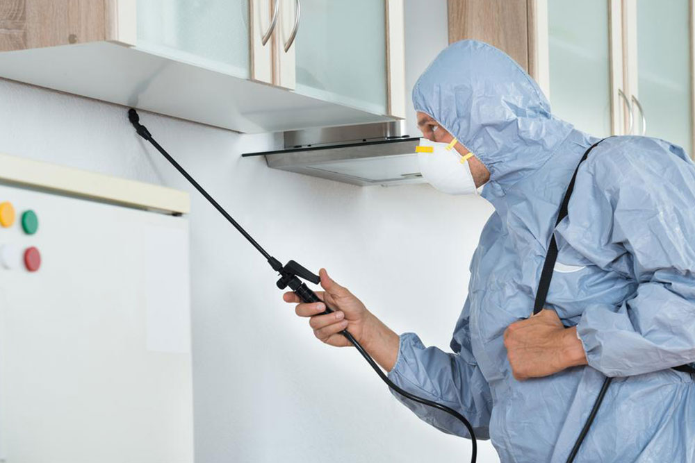 Effective Strategies for Bed Bug Extermination