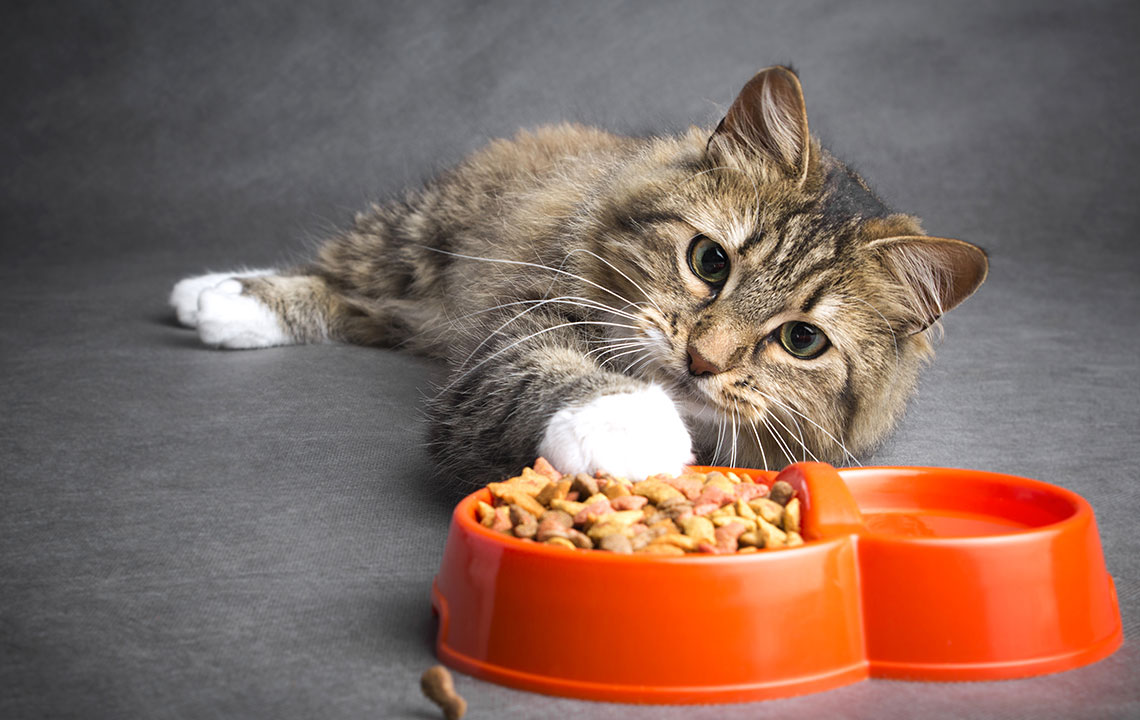 Best Nutrition Tips for Cats with Skin Sensitivities