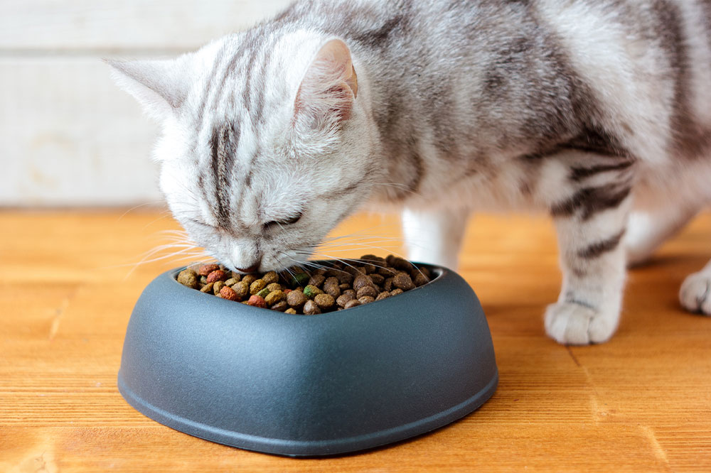 Top Black Friday Deals on Pet Foods You Can't Miss This Year
