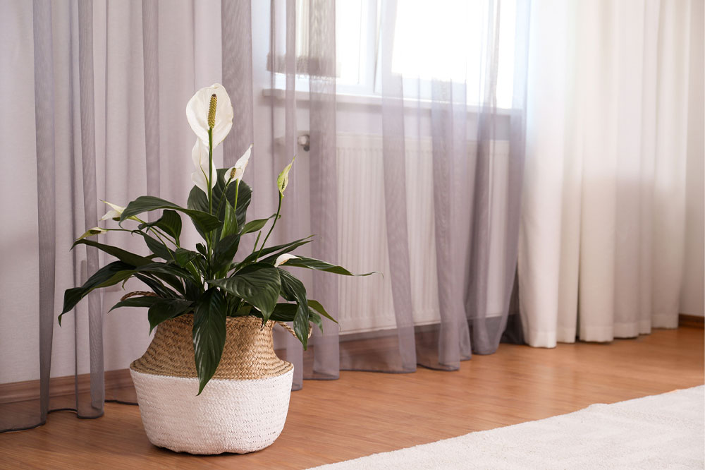 Top 7 Toxic Plants for Cats and How to Keep Your Feline Safe