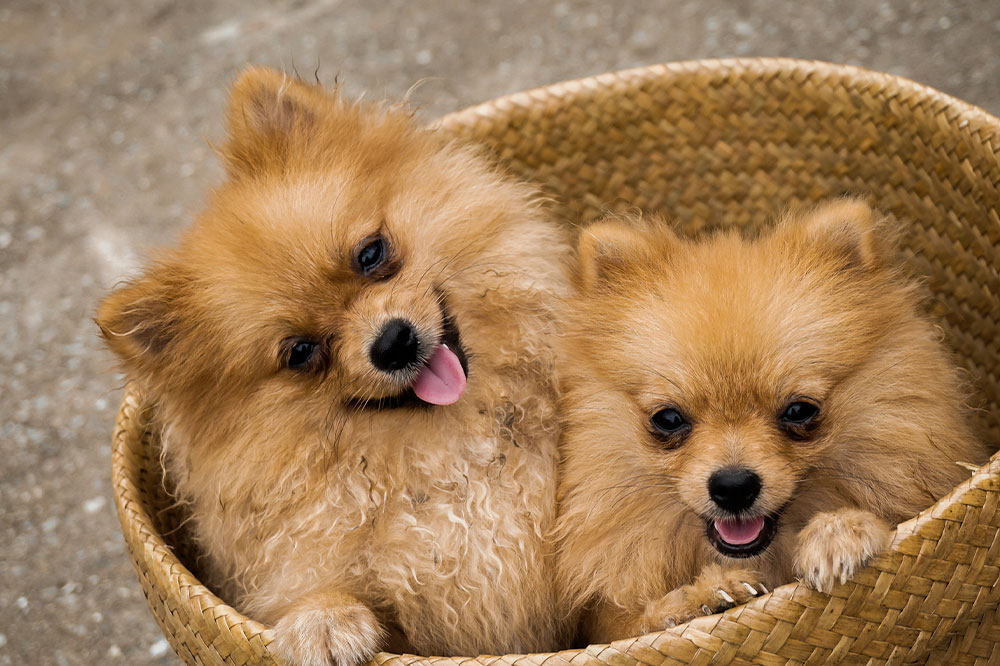 Essential Tips for Choosing a Pet