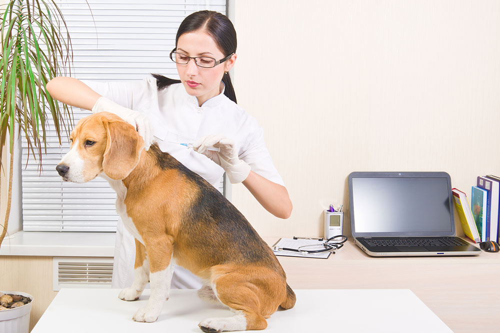 Essential Guide to Pet Microchipping and Top Manufacturer Picks
