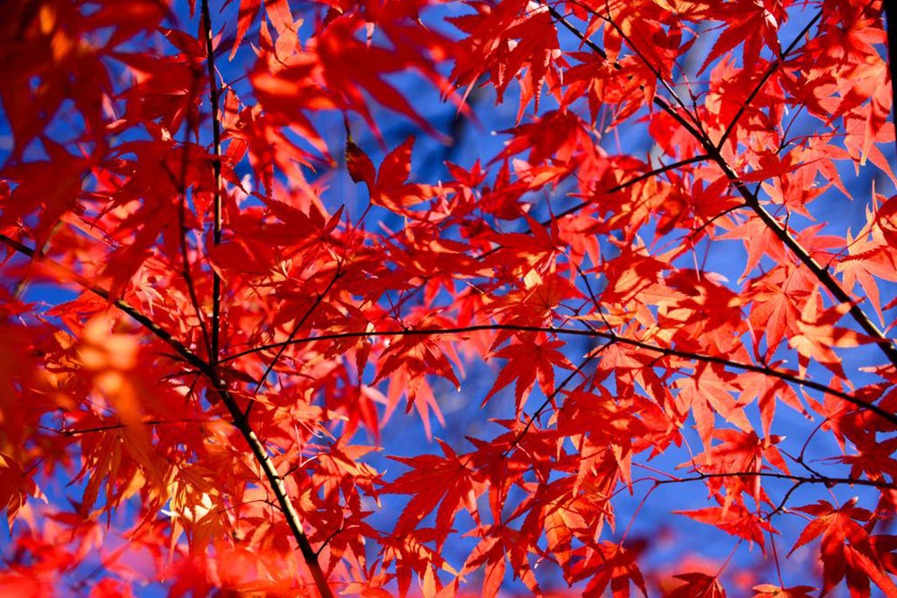 All About Maple Trees: Care Tips, Benefits, and Fascinating Facts
