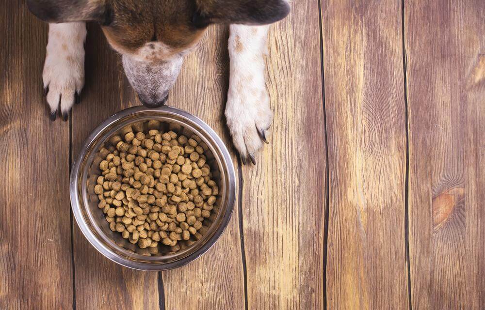 Comprehensive Guide to Choosing the Best Diet for Dogs Suffering from Allergies