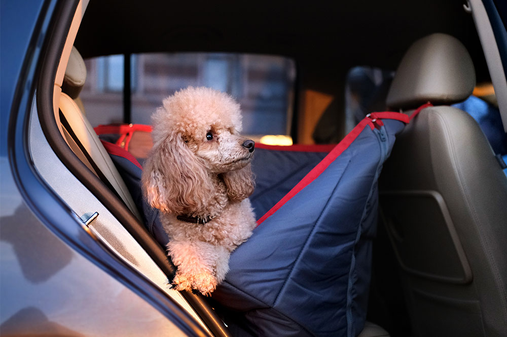 Essential Tips for Selecting the Best Car Pet Barriers