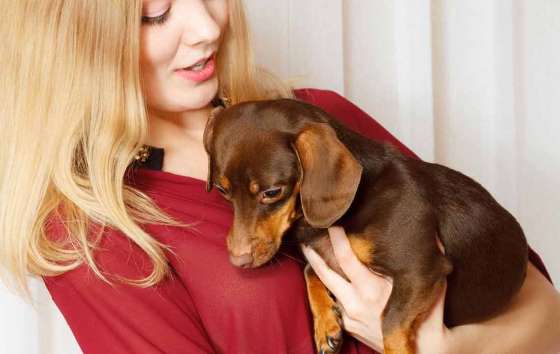 Top 5 Beginner-Friendly Dog Breeds for New Pet Owners