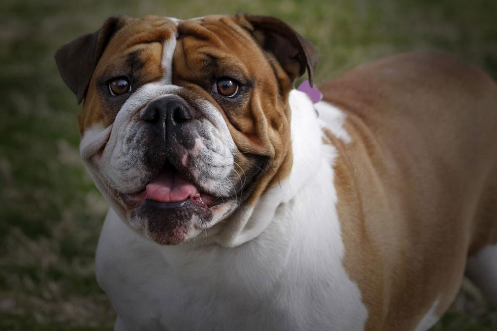 Understanding the Unique Temperament of the British Bulldog