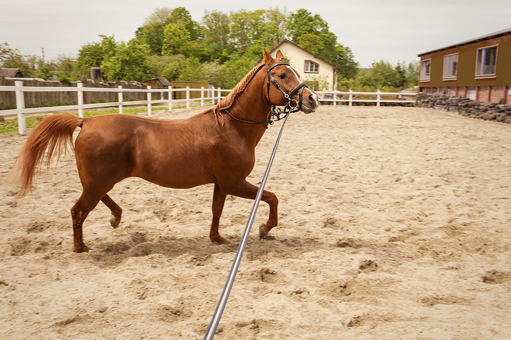 Top 4 Premium Brands for Horse Training Equipment