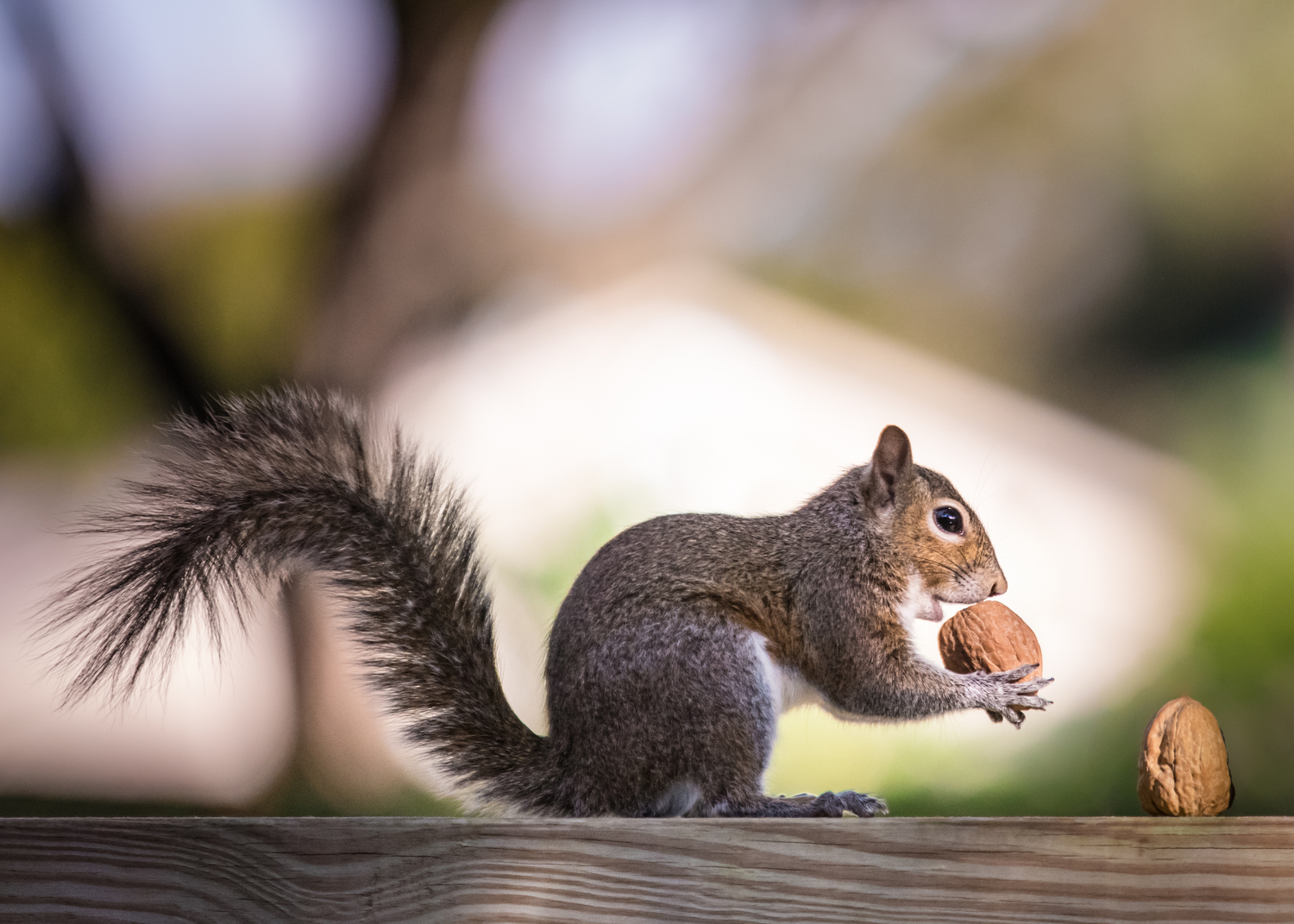 Proven Strategies to Control Squirrels