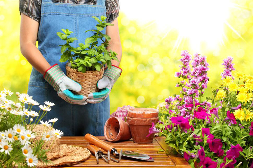 Starting a Home-Based Gardening Enterprise: A Complete Guide