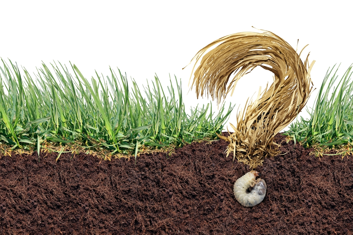 Quick and Natural Solutions to Eliminate Grubs Effectively