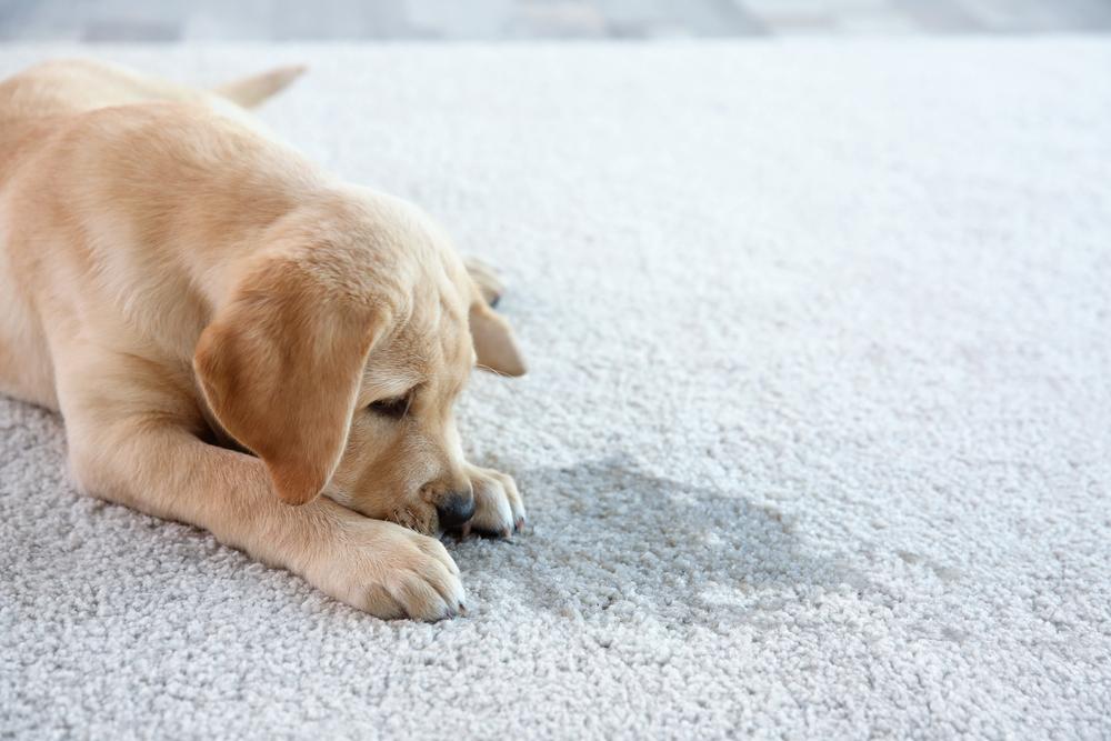 Effective Strategies to Remove Pet Stains and Odor