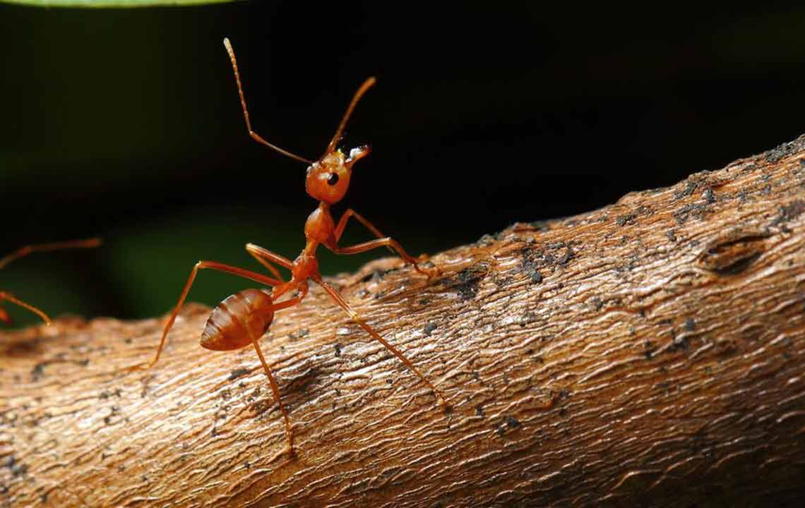 Effective Strategies to Treat Fire Ant Bites