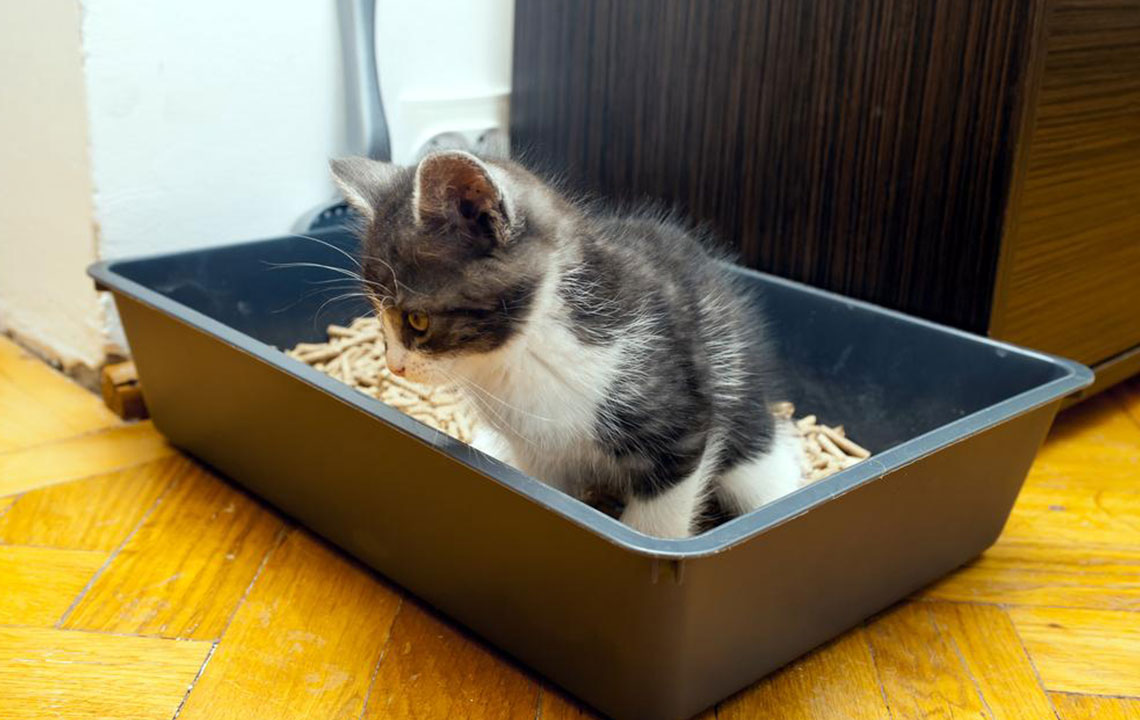 Essential Factors to Consider When Buying an Automatic Cat Litter Box