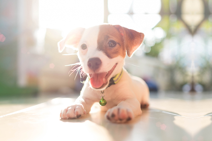 Choosing the Right Dog Food and Managing Flea Infestations