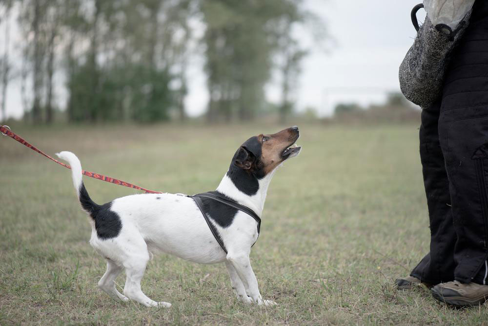Essential Tips for Effective Dog Training
