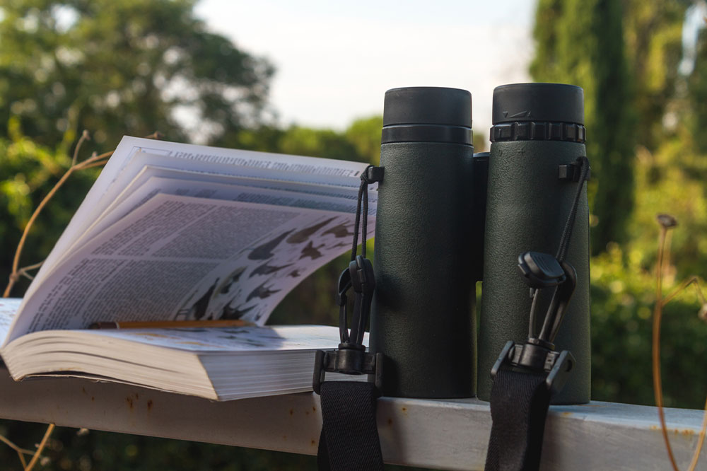 Effective Bird Identification Strategies and Useful Tools