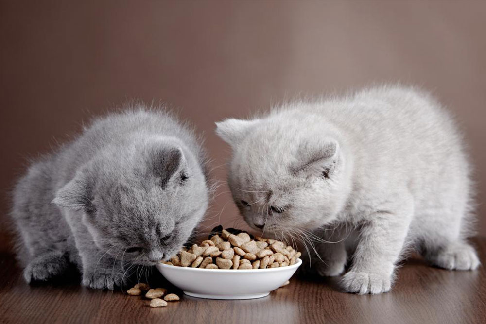Comprehensive Guide to Choosing the Best Dry Food for Your Indoor Cat