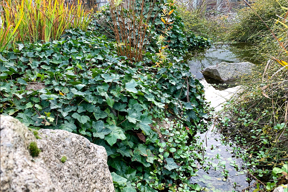 Effective Strategies for Eliminating Ivy Plants