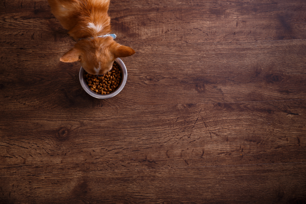 Guide to Choosing Effective Dog Food for Allergies