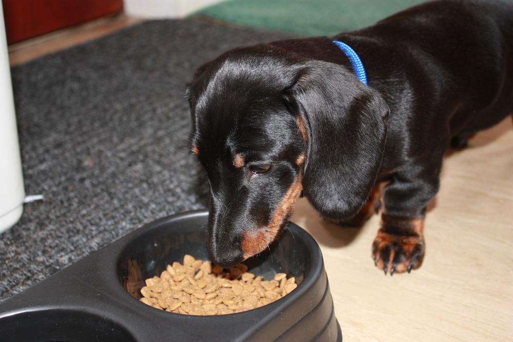Top 10 Nutritional Dry Dog Foods for Your Pet’s Well-Being