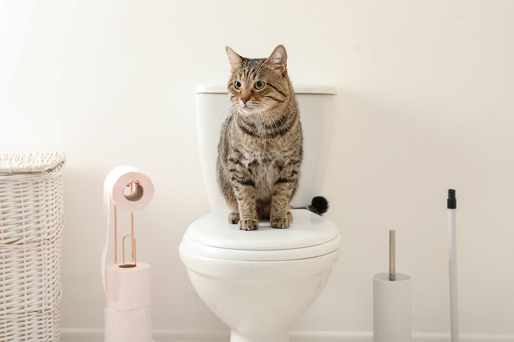 Effective Strategies for Housebreaking Your Cat to Use the Toilet